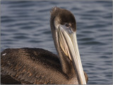 CRW_9129.jpg