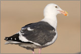 CRW_9968.jpg