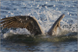 CRW_0626.jpg