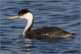 CRW_0330.jpg