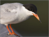 CRW_5130.jpg
