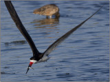 CRW_5380.jpg