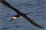 CRW_5593.jpg