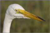 CRW_6561.jpg