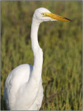 CRW_6564.jpg