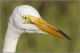 CRW_6590.jpg
