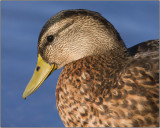 CRW_6806.jpg