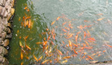 Gold fish