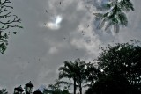 Swarming Bats
