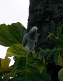 African Grey