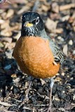 American Robin