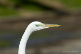 Smiling Egret!