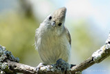 Oak Titmouse