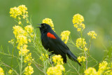 Red-winged Blackbird