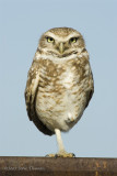 Burrowing Owl