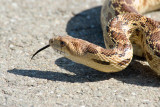 Gopher Snake