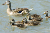The Quack Family