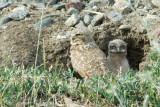 Momma and Baby Burrowing Owls