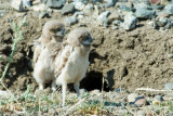 Young Burrowing Owls