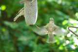 Sparrows Flight