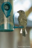 Sparrows Snack