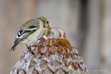 Thirsty Goldfinch