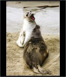 I say! Elephant seal pups, California coast