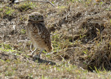 Burrowing Owl, The Pantanal