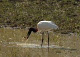 Jaribu Stork, The Pantanal