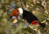 Toco Toucan 1, The Pantanal