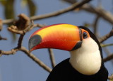 Toco Toucan 2, The Pantanal