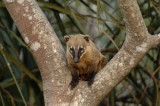 South American Coati 2, The Pantanal