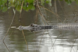 Caiman 2, The Pantanal