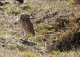 Burrowing Owl w/dinner, The Pantanal