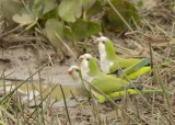 Monk Parakeets , The Pantanal