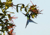 Swallow-tailed Hummingbird , The Pantanal