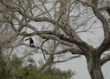 Scenic Toco Toucan, The Pantanal