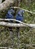 Pair of Hyacinthin Macaws , The Pantanal