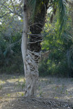 Strangler Fig Tree , The Pantanal