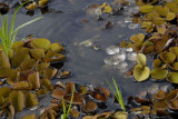 Glistening plant life, The Pantanal