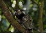 White Tufted Marmarsot, Atlantic Rainforest, Rio