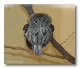 precious little screech owl