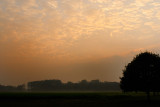 Half a tree, sunset