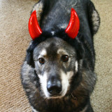  Devil Dog