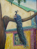 Peacock in Grounds for Sculpture  oil  14 x 11