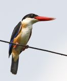 037 - Black-capped Kingfisher