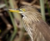 Javan Pond Heron