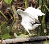 010 - Javan Pond Heron