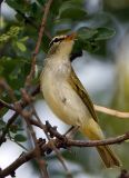 062 - Eastern Crowned Warbler (not sharp)