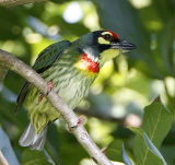 066 - Coppersmith Barbet